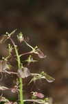 Brown widelip orchid <BR>Lily-leaf twayblade